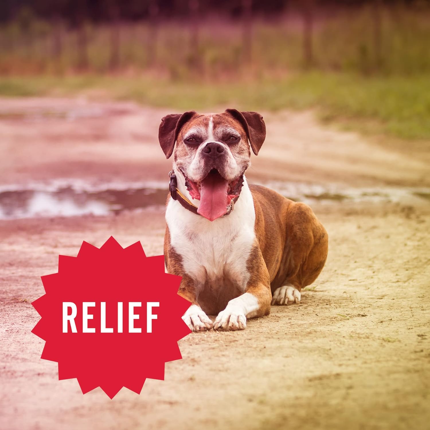 Hemp Well Relief Dog Soft Chews – Organic Hemp Soft Chews for Hip and Joint Health, Long Lasting Mobility Support (1 Pack) - Image 6