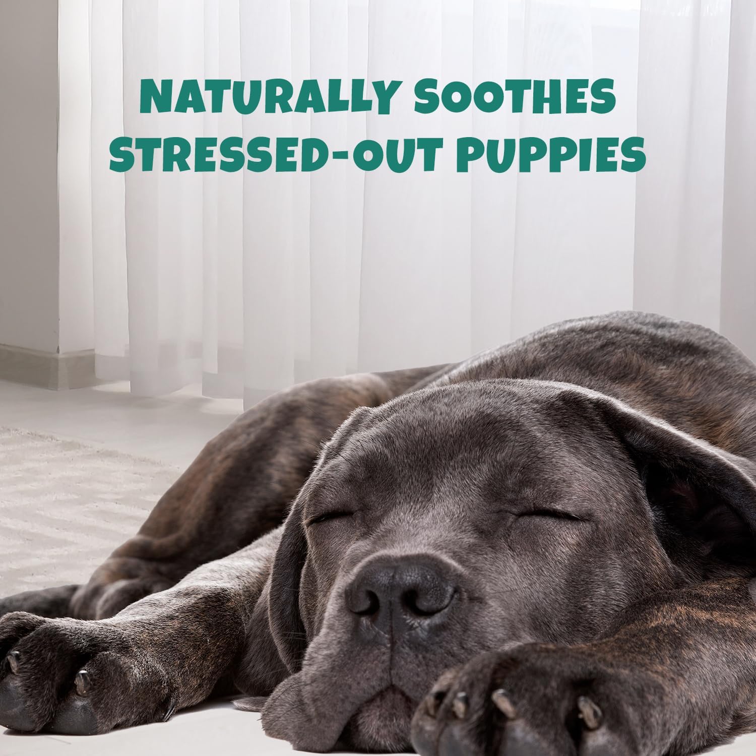 Petipet Calming Chews for Dogs - Plant-Based Calming Supplement w/Melatonin+Chamomile - Calming Aid Soft & Chewy Treats for Relaxing, Stress, Separation, Anxiety Relief, Puppies, Small & Large Breeds - Image 4