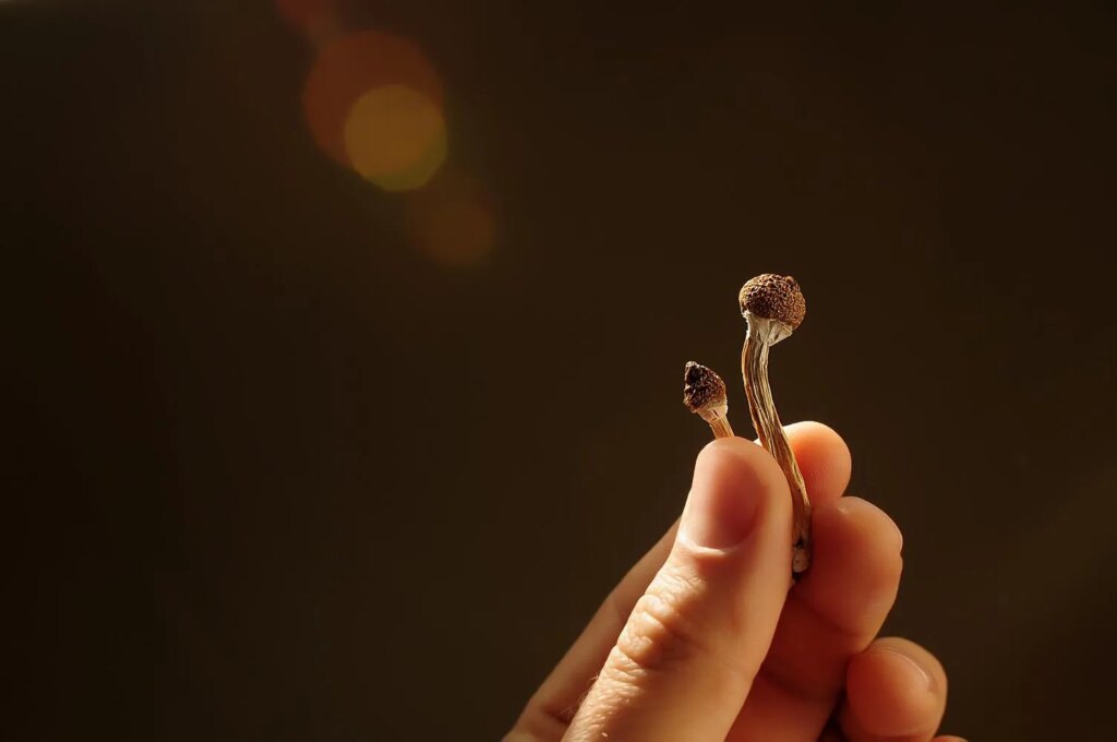 Microdosing psilocybin could treat obesity, diabetes and fatty liver disease