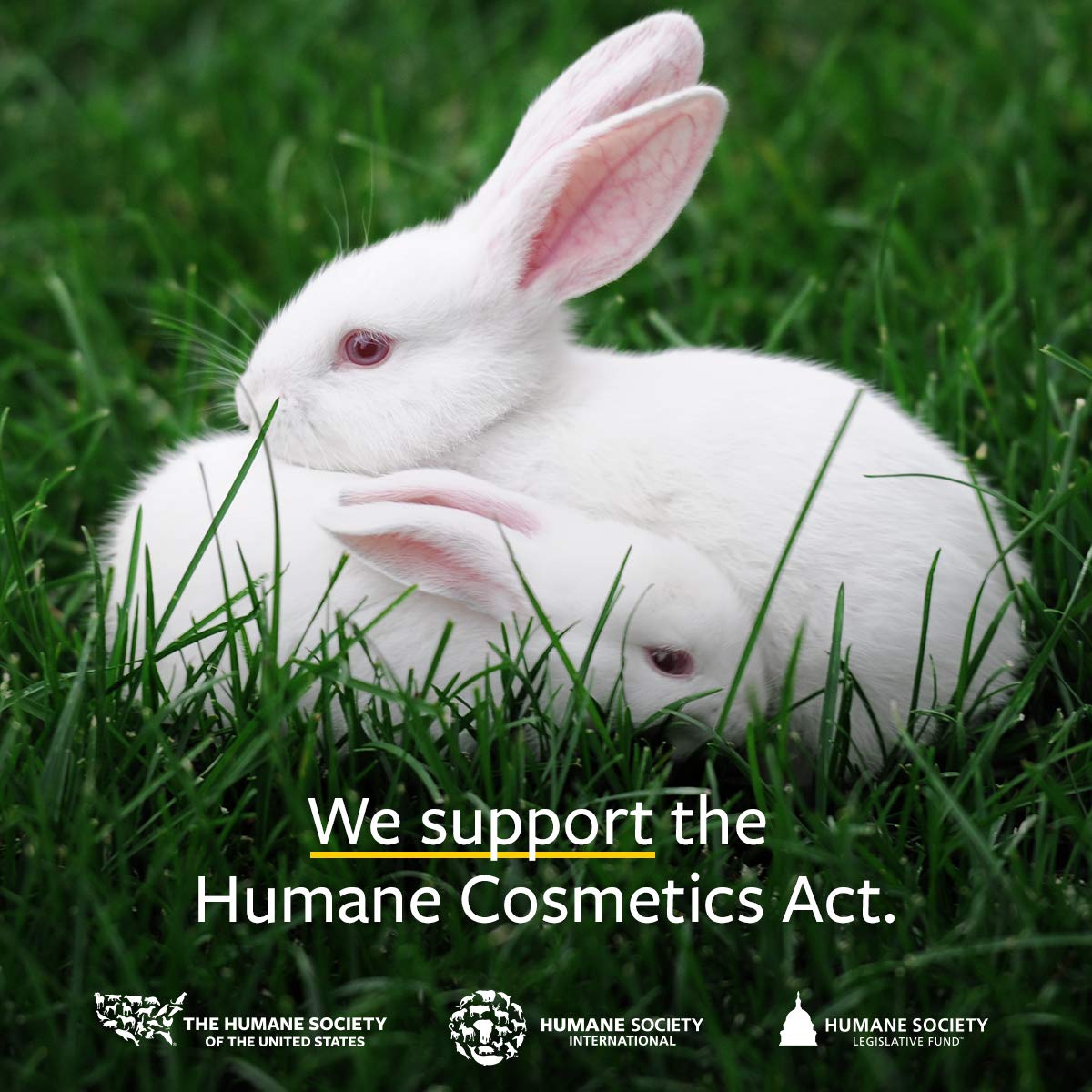 US Organic Hemp Seed Oil, Certified Organic, Pure & Natural, Cold Pressed Virgin, Unrefined, Amber Glass Bottle with Glass Eye Dropper for Easy Application (2 oz (56 ml)) - Image 5