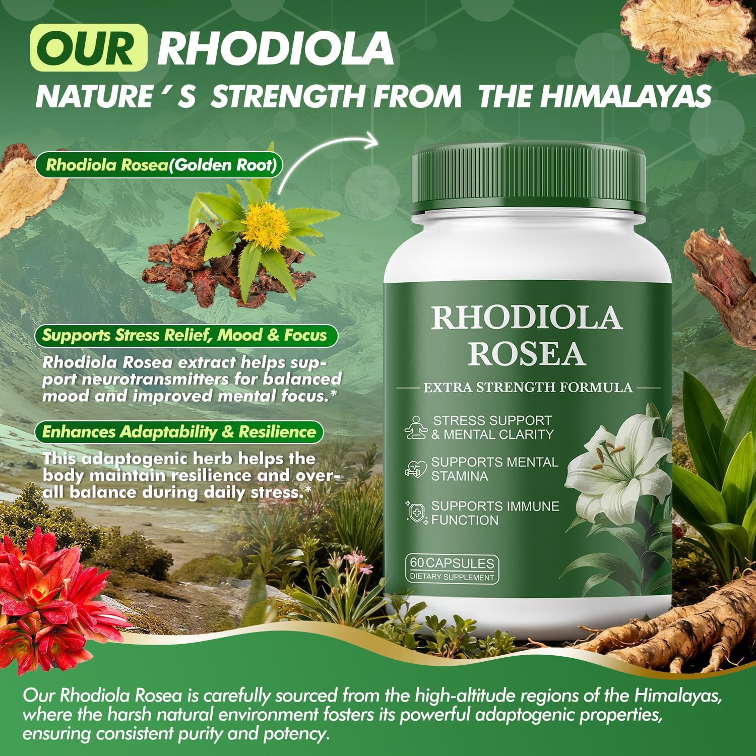 Rhodiola Rosea Supplement – Rhodiola Rosea Extract, Botanical Adaptogen Supplement for Brain, Energy & Daily Stress Support, Gluten-Free, Non-GMO, Vegetarian – 60 Capsules - Image 2
