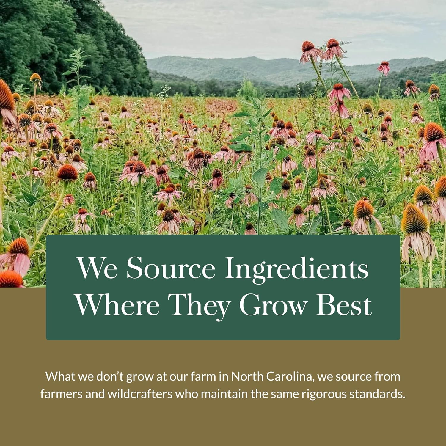 Gaia Herbs Calm A.S.A.P. - Stress Support Supplement with Skullcap, Passionflower, Chamomile, Vervain, Holy Basil & More - Supports Calm* - 60 Vegan Liquid Phyto-Caps (20 Servings) - Image 9