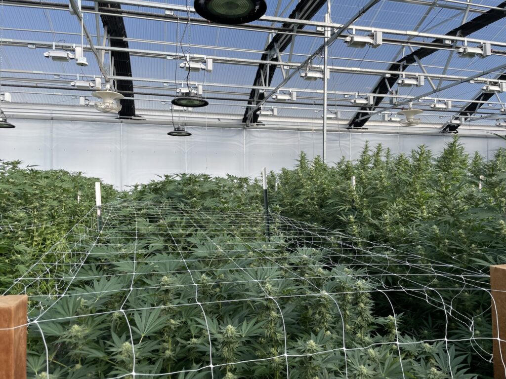 EDUN Family Farm Redefines Cannabis Cultivation Through Living Soil – Cannabis & Tech Today