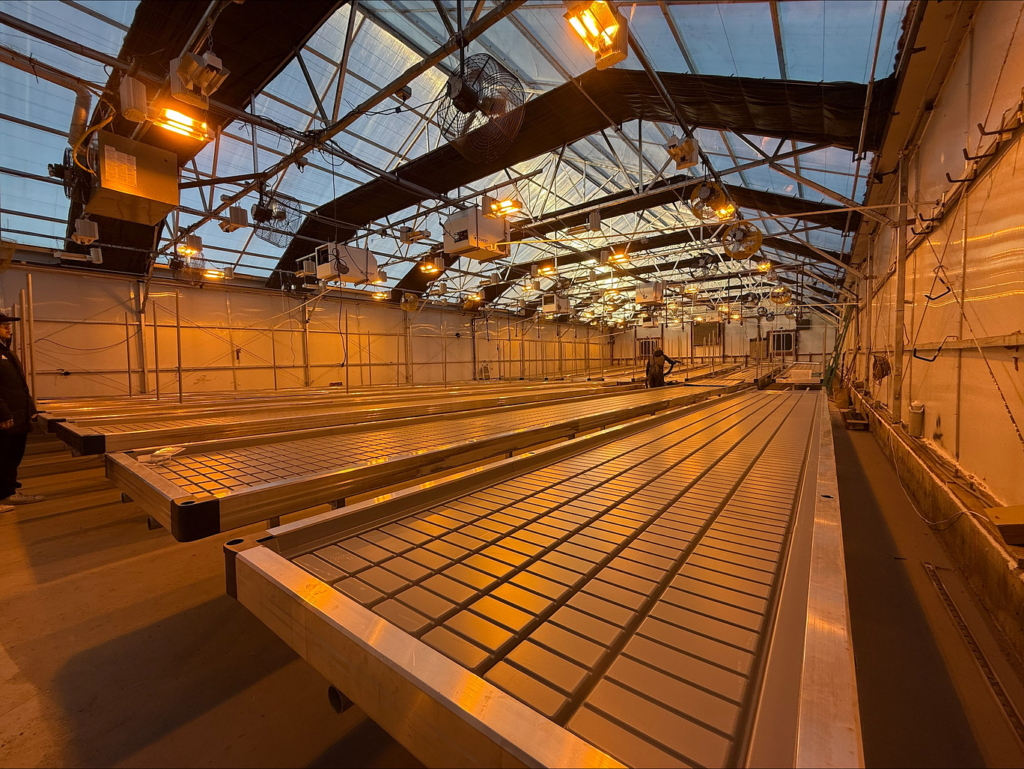 Heritage Meets High Tech – Cannabis & Tech Today