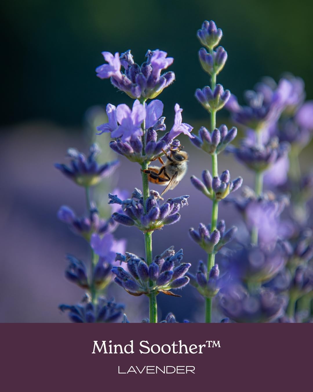 Herb Pharm Mind Soother: Lavender Liquid Herbal Formula with Noble Kava & Lavender Essential Oil for Nervous System Support, Calming & Relaxing, Vegan, Gluten-Free, Non-GMO, Up to 6 Week Supply, 2 oz - Image 6