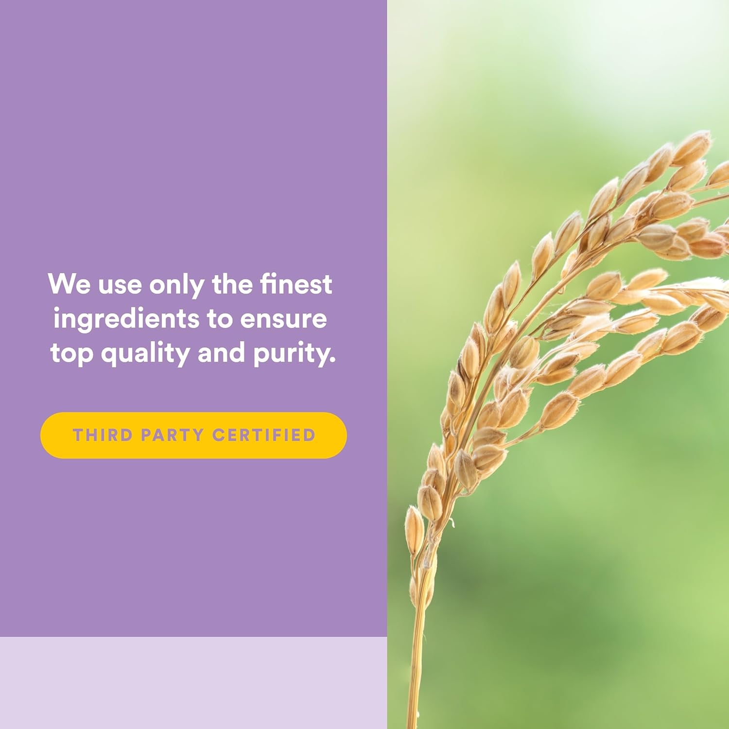 Natural Factors Pharma GABA - Dietary Supplement Supports Calm Sleep & Sleep Quality - Natural, Fast-Working Supplement Aids Focus & Brain Health - 60 Chewable Tablets (30 Servings) - Image 4