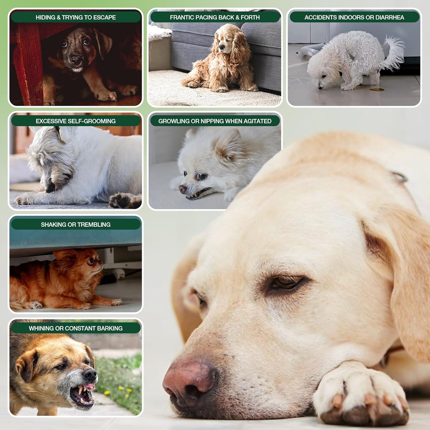 180 Soft Calming Chews for Dogs, Dog Calming Treats, Natural Dog Supplements, Helps with Anxiеty Rеlief, Separation, Barking, Strеss, Fireworks, Travel, Composure, - Image 3