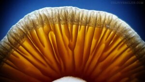 Psilocybe ochraceocentrata — A South African psychedelic mushroom making waves