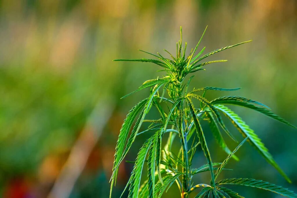 Cannabis was a core crop in Ancient China alongside rice and wheat, new evidence reveals