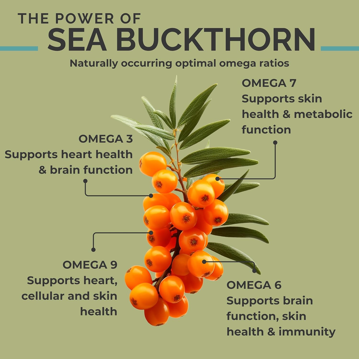 SEABUCKWONDERS Organic Sea Buckthorn Oil Omega-7 Complete, 120 Softgels, 60 Day Supply, with Omega 3, 6 & 9, Supports Hair, Skin & Nails, 100% Pure with Zero Filler Oil - Image 4