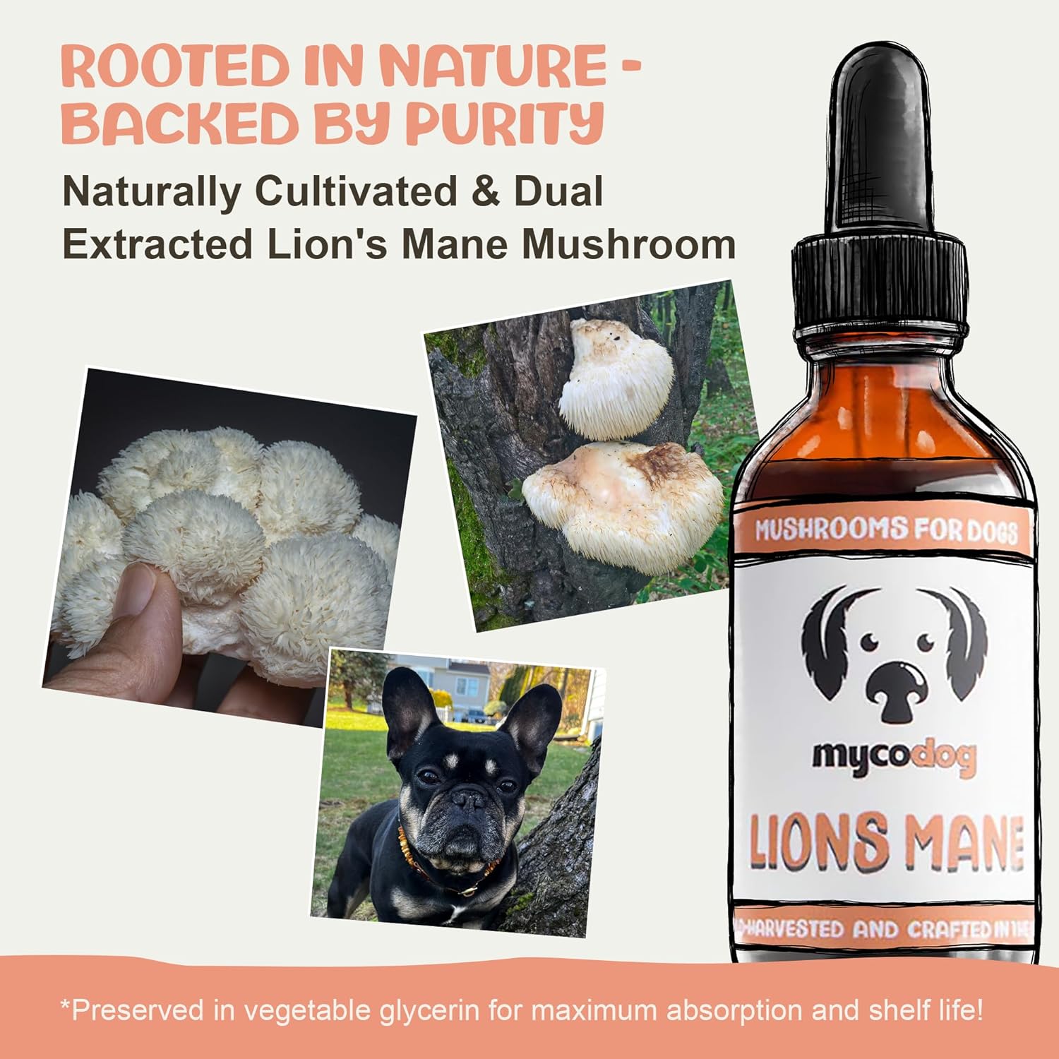 MycoDog Lions Mane Mushroom Supplement for Dogs - Cognitive & Brain Health - Lions Mane for Dogs - Senior Dog Wellness Drops - Image 2
