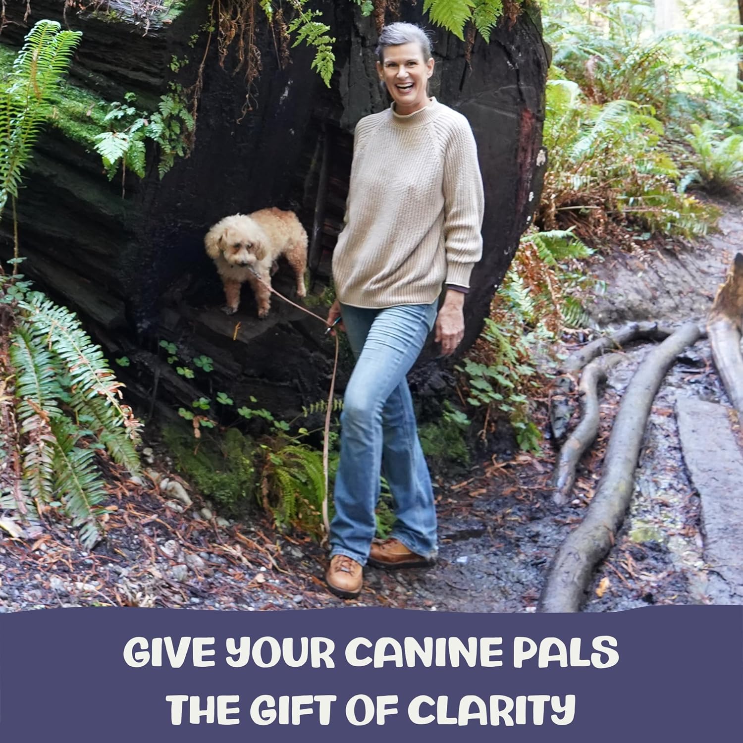 MycoDog Clarity - Cognitive Support Mushroom Supplement for Dogs - Brain Health, Memory & Focus Support with Adaptogens for Aging Dogs - Image 3