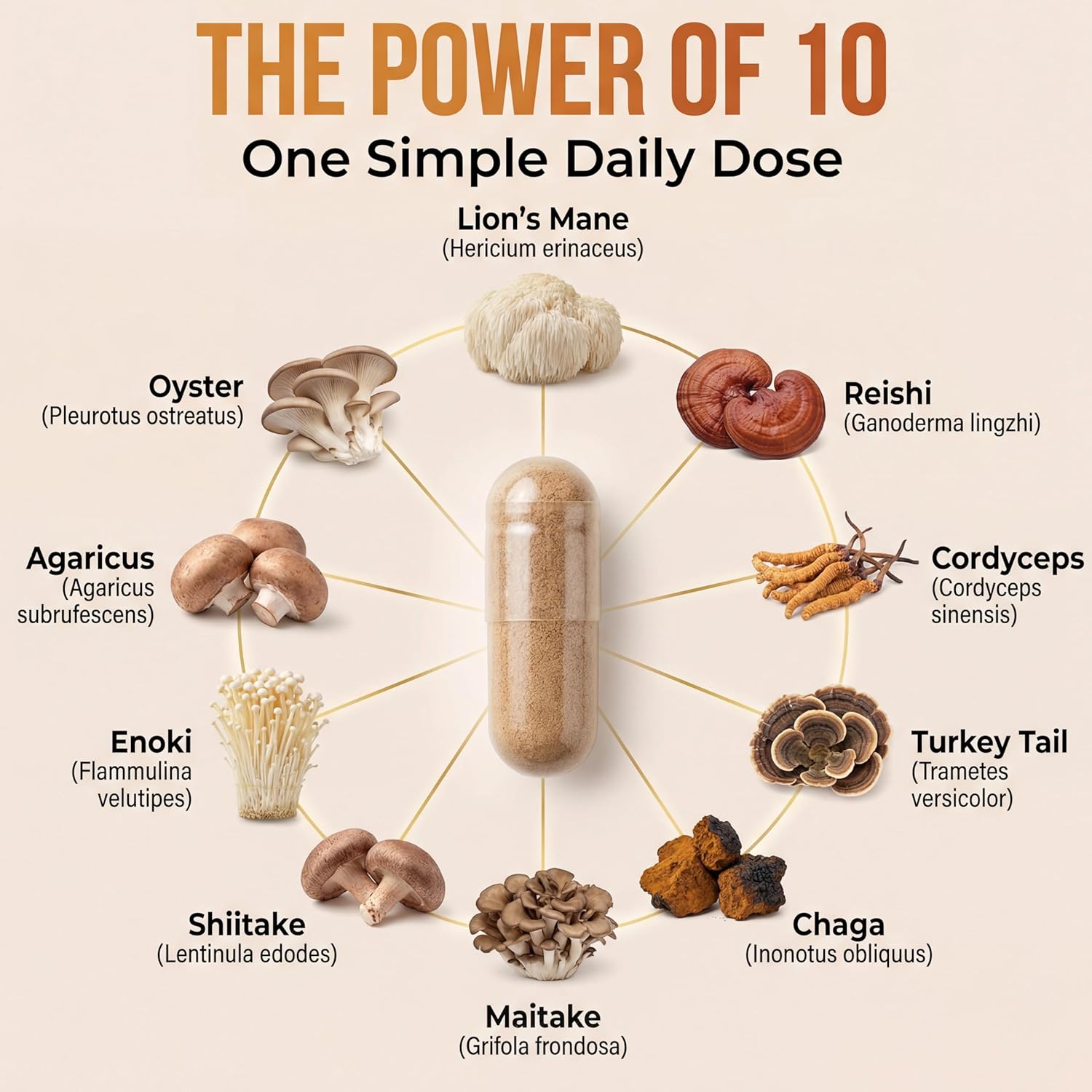 10 Mushroom Brain Supplement for Memory and Focus 2600mg | Energy and Immune Support | Cordyceps, Reishi, Lion’s Mane, Chaga, Turkey Tail, Maitake, Shiitake, Enoki, Agaricus, & Oyster - Image 3
