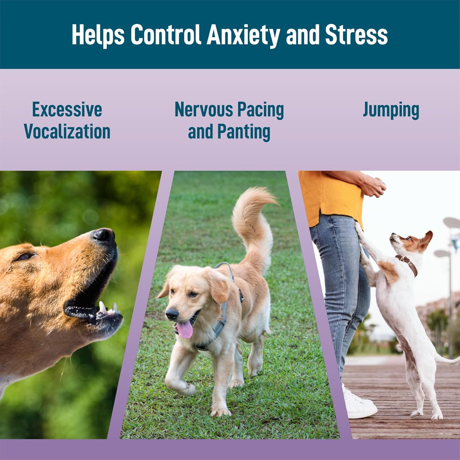 Calming Chews Treats for Dogs with melatonin for Dogs to Provide Calming, Stress and Dog Anxiety Relief. 90 Bacon-Flavored Soft Chews - Image 5