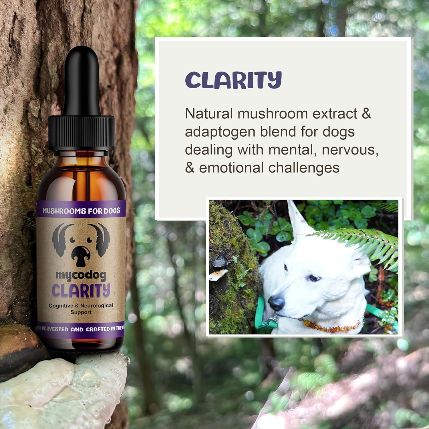MycoDog Clarity - Cognitive Support Mushroom Supplement for Dogs - Brain Health, Memory & Focus Support with Adaptogens for Aging Dogs - Image 2