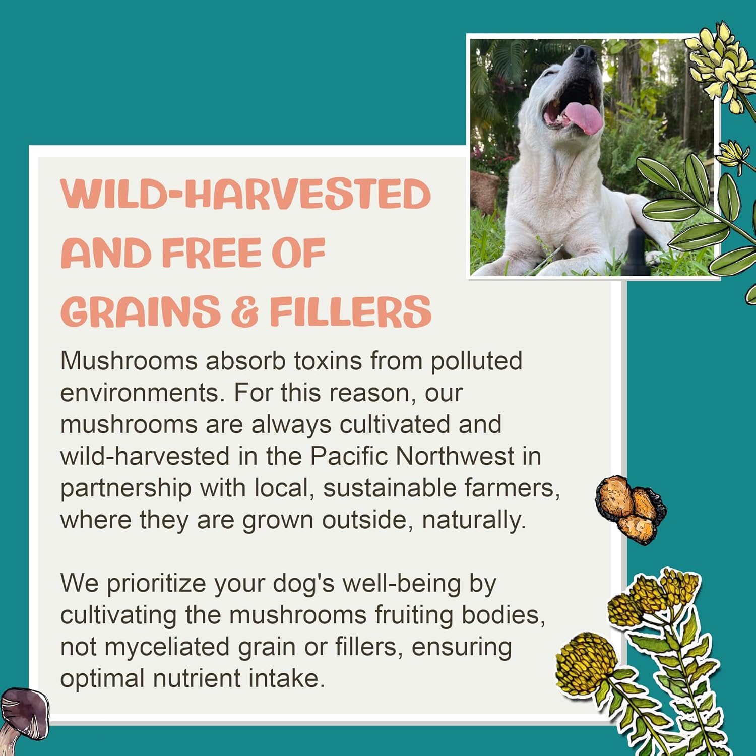 MycoDog Lions Mane Mushroom Supplement for Dogs - Cognitive & Brain Health - Lions Mane for Dogs - Senior Dog Wellness Drops - Image 7