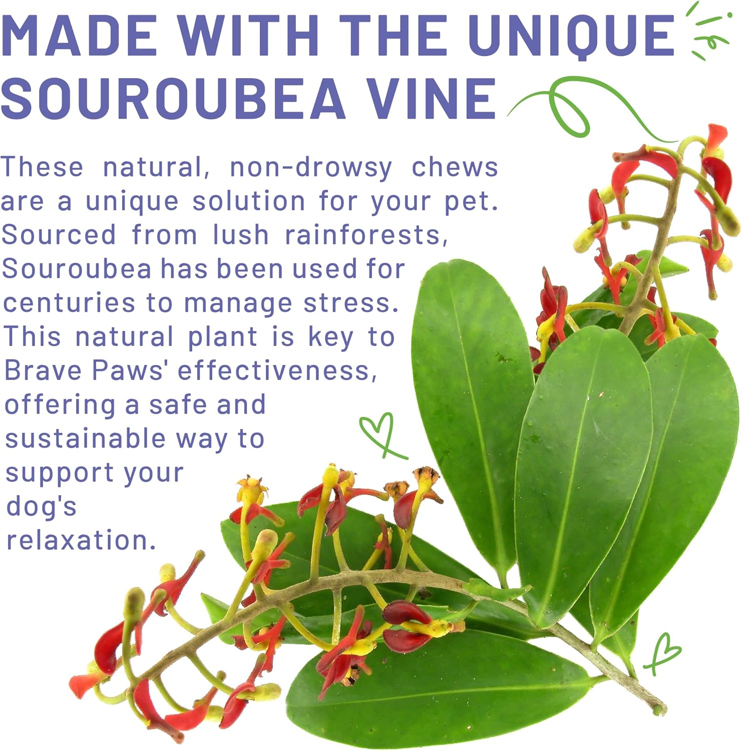 Brave Paws Calming Chews for Dogs - Plant-Based Dog Calming Chews for Anxiety Relief Support with Souroubea - Helps with Dog Separation Anxiety, Stress, Travel & Loud Noises (Fireworks, Thunder) - Image 4