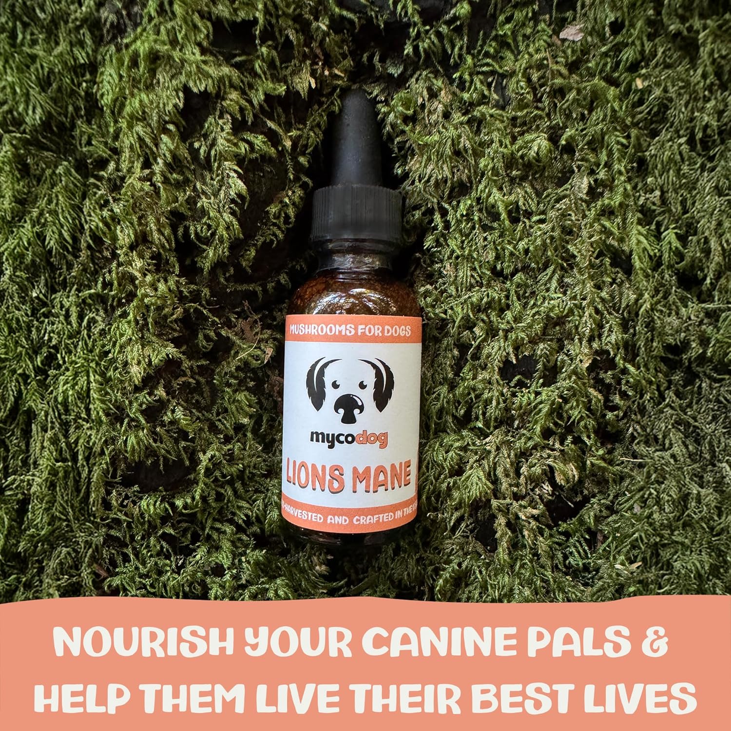 MycoDog Lions Mane Mushroom Supplement for Dogs - Cognitive & Brain Health - Lions Mane for Dogs - Senior Dog Wellness Drops - Image 4