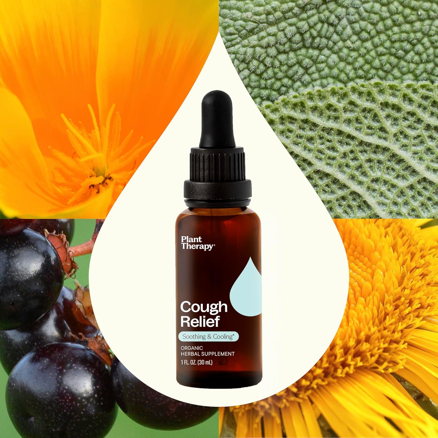 Plant Therapy Organic Cough Relief Tincture 30 mL (1 oz) Naturally Soothes & Cools Irritated Throats, Supports Easier Breathing & Cough Relief, Organic Glycerin-Based Tincture Blend - Image 3