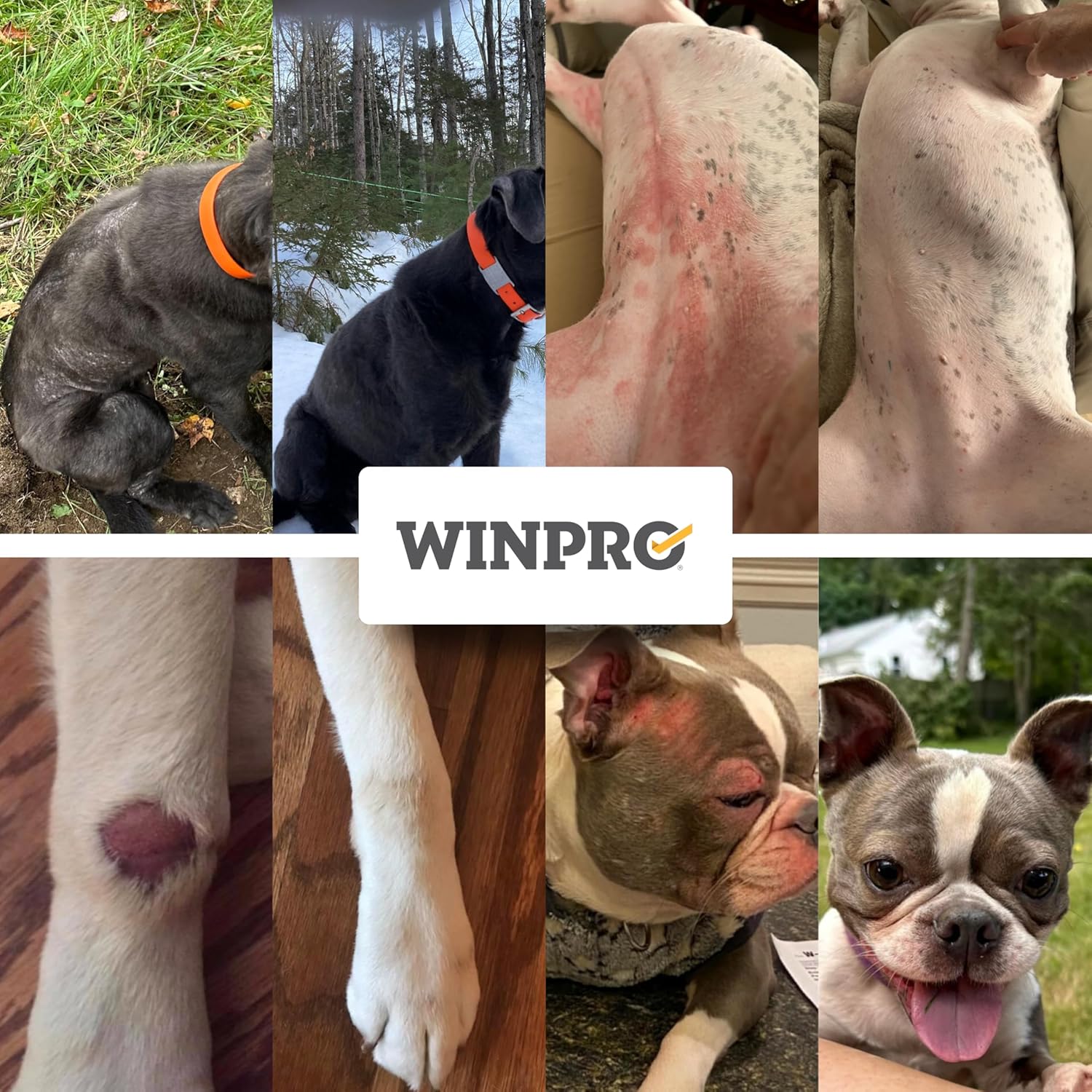WINPRO Allergy Chews – Plasma-Powered Formula for Dog Seasonal Allergy Support – Grain-Free, Natural Blood Protein Supplements – 60 Soft Chews - Image 3