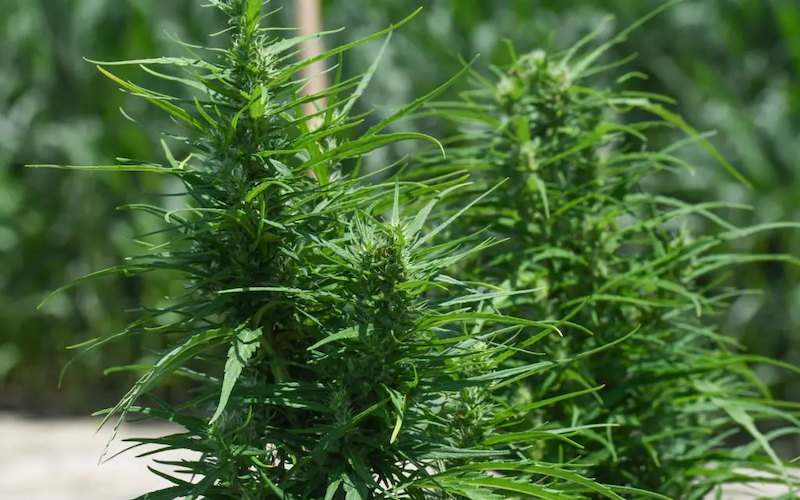Saving Hemp Crops from the Corn Earworm – Cannabis & Tech Today
