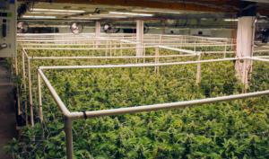 Why Craft Cannabis Stays Small – Cannabis & Tech Today